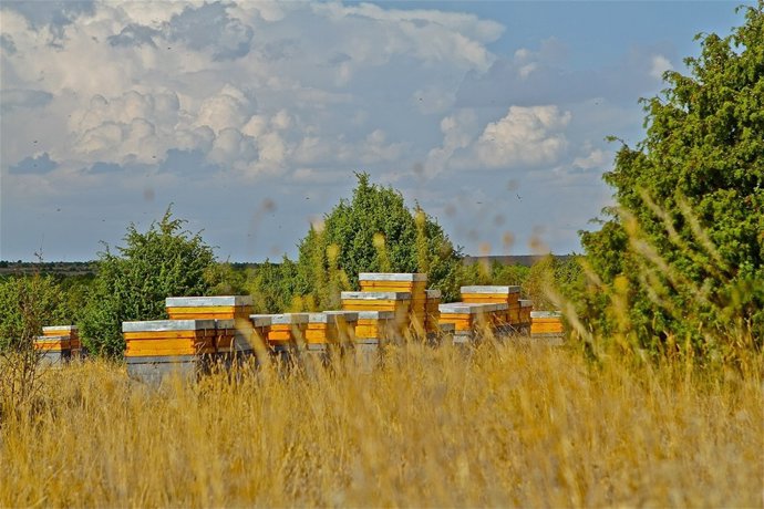Colmenas en Tejares (Segovia)