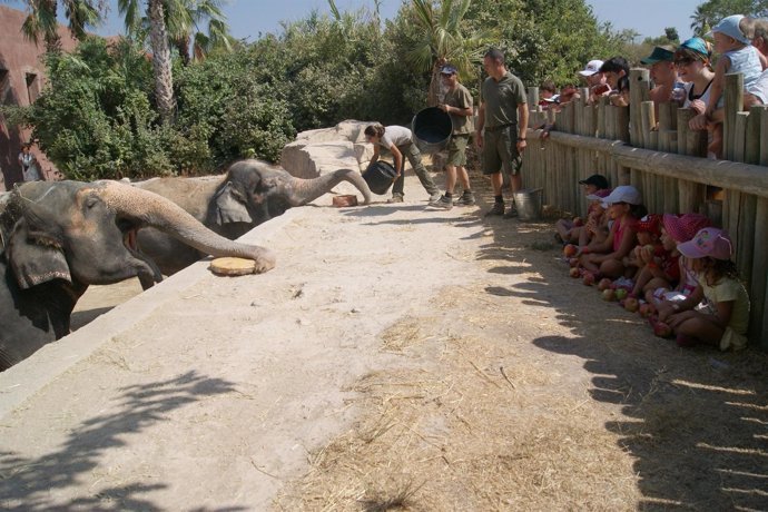 Terra Natura celebra el 40 cumpleaños de la elefanta Petita