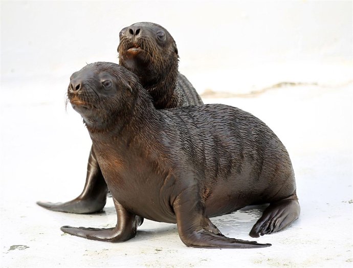 Ejemplares De León Marino En El Oceanogràfic