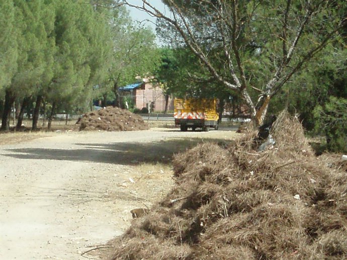 Limpieza de pinares en Sevilla