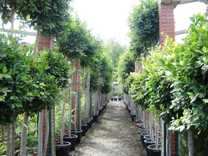 Vivero de la Diputación de Málaga