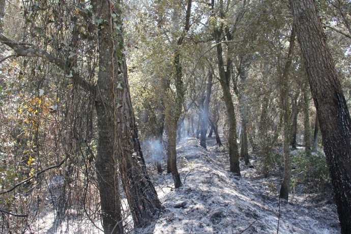 Incendio De Madremanya (Girona)