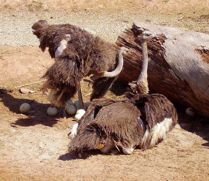 Terra Natura Murcia celebra el nacimiento en cautividad de tres avestruces 