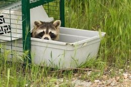 Imagen De Un Mapache, Animal Que Se Puede Encontrar En Madrid Y Guadalajara