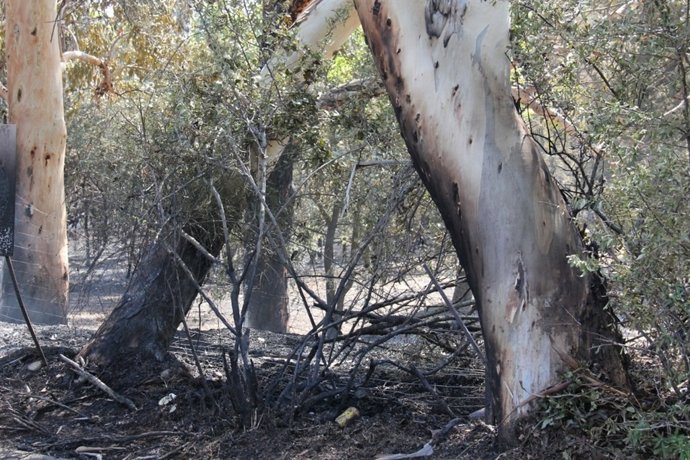 Incendio De Madremanya (Girona)
