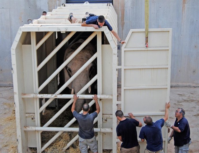 La Elefanta Greta Se Prepara Para El Viaje A Holanda
