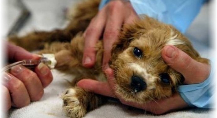 Un Cachorro Es Tratado En El Veterinario