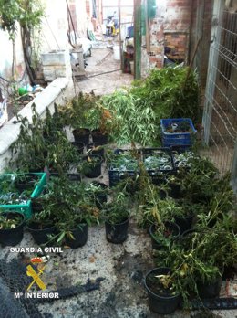 Marihuana en el interior del inmueble de Alfaro