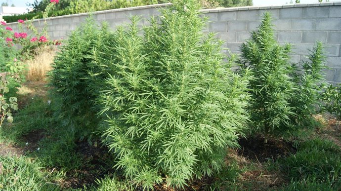Plantas De Marihuana
