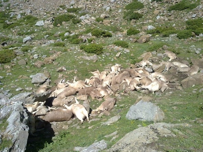 Vacas Despeñadas En Aragüés Del Puerto (Huesca)