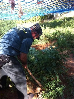 La Plantación De Marihuana