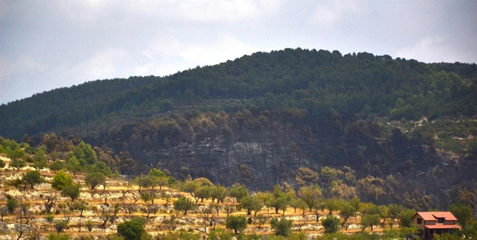 Zona afectada por el incendio de Torremanzanas