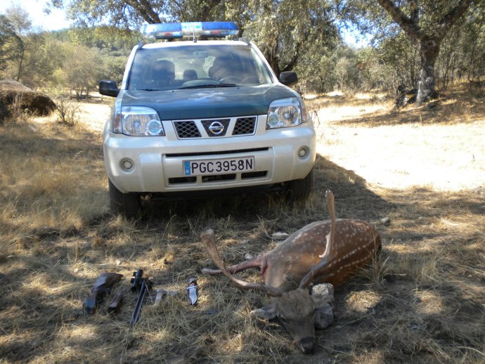 Imagen del gamo cazado por un furtivo