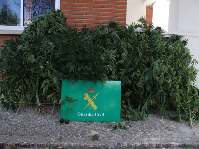 Imagen de las plantas de marihuana