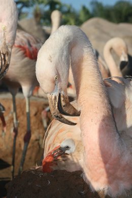 Flamencos Chilenos En El Oceanogràfic De Valencia