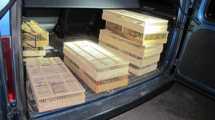 Fringílidas Recuperadas