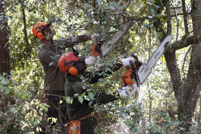 Trabajadores Cortan Ramas De Árboles