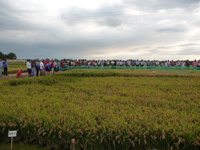 Jornada De Campo Del Arroz