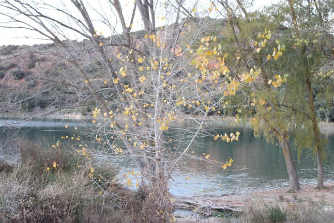 OTOÑO , RIO , ARBOLES , HOJAS 