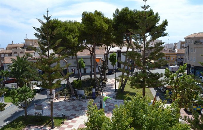 Poda de pinos en la plaza de San Pedro