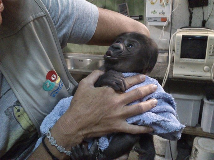 Primera bisnieta de Copito de Nieve