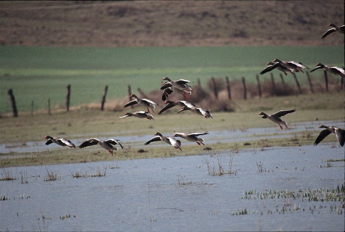 Gansos sobrevuelan la laguna de Pitillas.