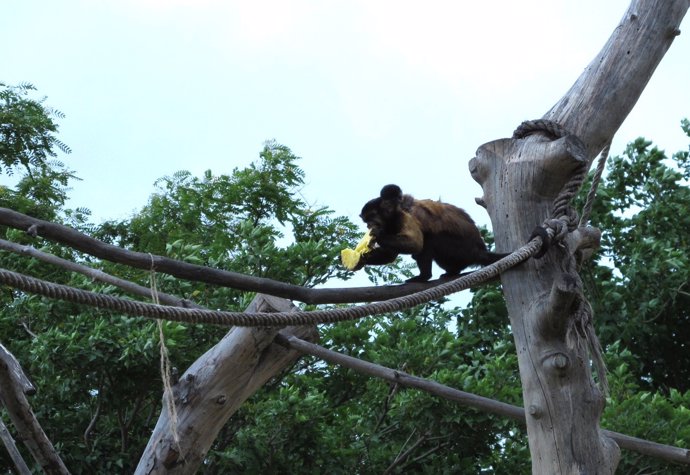 Cría De Mono Capuchino