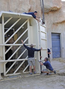 Traslado Elefanta Betty