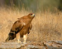 SEO/BirdLife denuncia que el fuego de la Sierra de San afecta a una zona de cría de águila imperial ibérica
