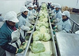 Trabajadores en una empresa de comercialización de verduras