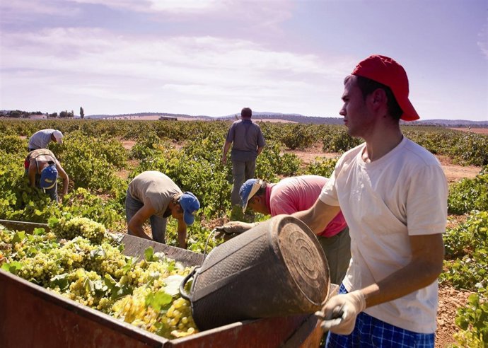 Vendimia, vendimiadores, uva, campo, temporeros
