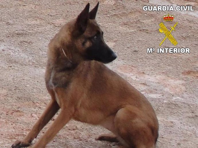 Perro recuperado por la Guardia Civil en la operación