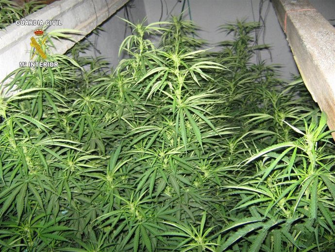 Plantas de Marihuana en Alfaro