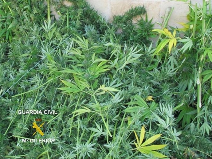 Marihuana incautada en Burgos