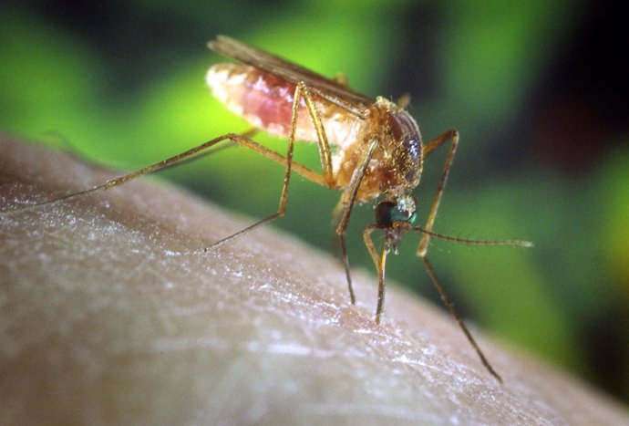 Mosquito al que se le relaciona con la transmisión del virus del Nilo Occidental