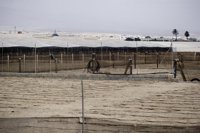 Desmantelada una red en El Ejido (Almería) acusada de estafar a 300 inmigrantes irregulares con contratos falsos 