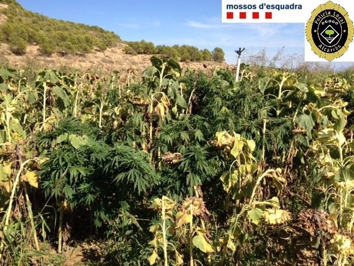 Plantación De Marihuana En Alcarràs