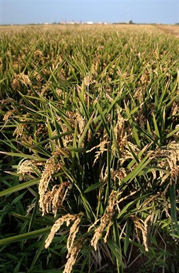 Campo de arroz en Valencia