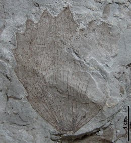Hoja fósil de angiosperma acuática Klitzschophyllites choffatii