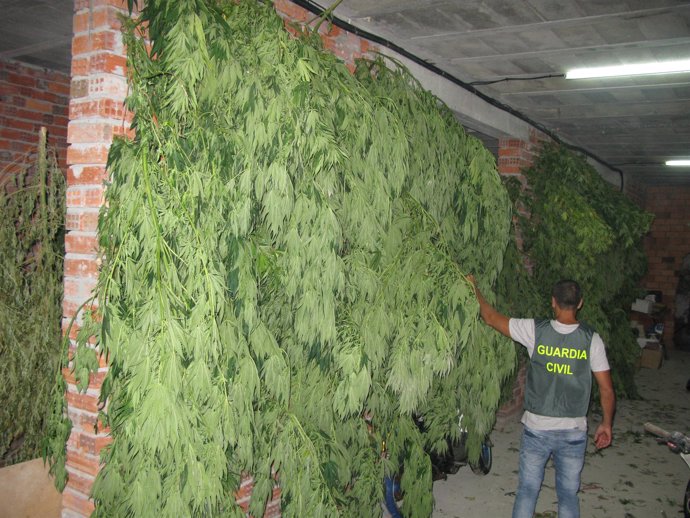 Marihuana interceptada en la comarca de Val Miñor