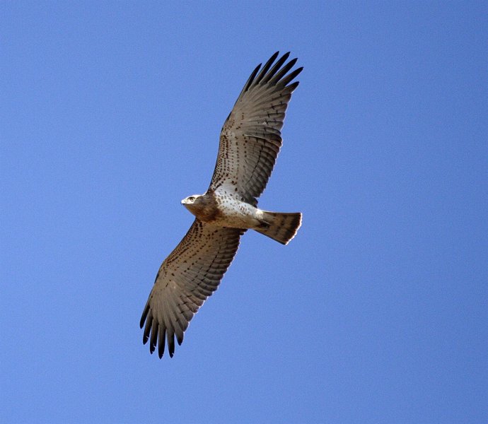 Ejemplar De Águila Culebrera