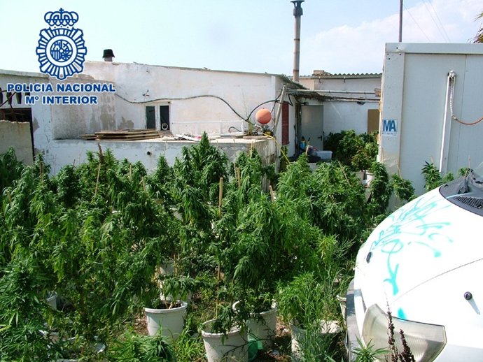 Las Plantas De Marihuana Intervenidas En Palma
