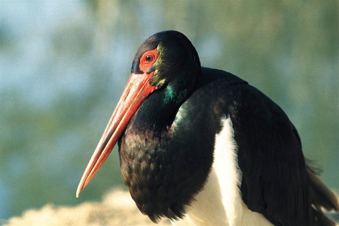 Ejemplar De Cigüeña Negra