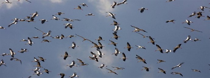 Cigüeñas Blancas