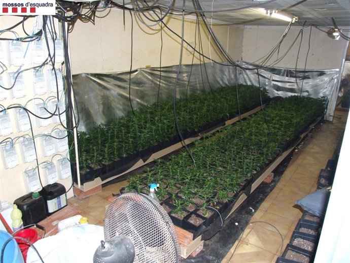 Las Plantas De Marihuana Encontradas En Terrassa