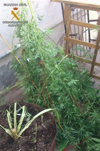 Detenido un vecino de Valencia por cultivar marihuana en Minaya (Albacete)
