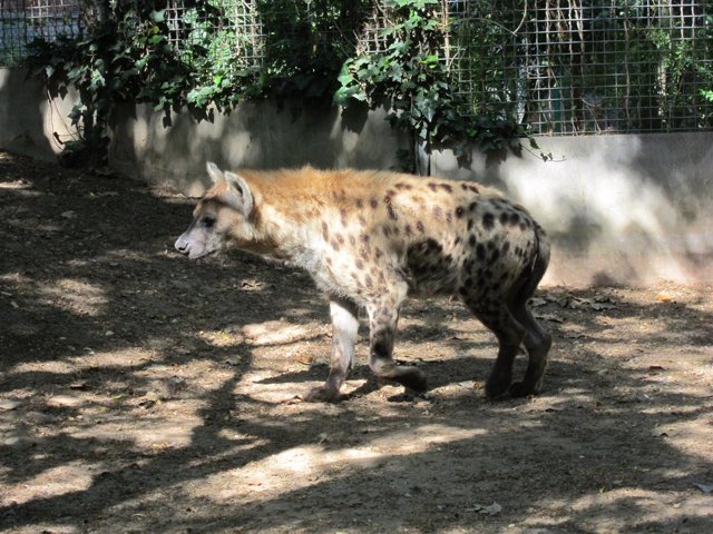 Nueva Hiena Del Zoo De Barcelona