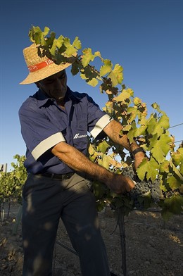 Inicio de la vendimia