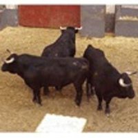 Parlamentarios defensores de los animales presentan iniciativas en el Congreso y el Senado contra el Toro de la Vega