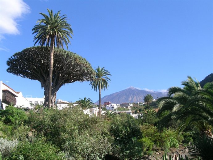 Drago Milenario y el Teide